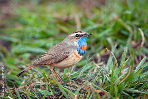 Bluethroat sits on the ground Close-up...  © Andrey