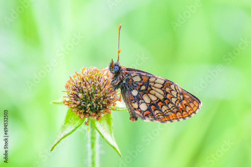 Glanville Fritillary butterfly (Melitaea cinxia) on top of a  flower with a nice background photo