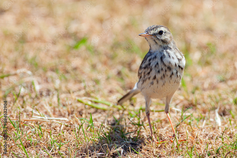 Berthelot's pipit (Anthus berthelotii) is a small passerine bird which breeds in Madeira and the Canary Islands..
Berthelot's pipit (Anthus berthelotii) is a small passerine bird which breeds in Madeira and the Canary Islands..