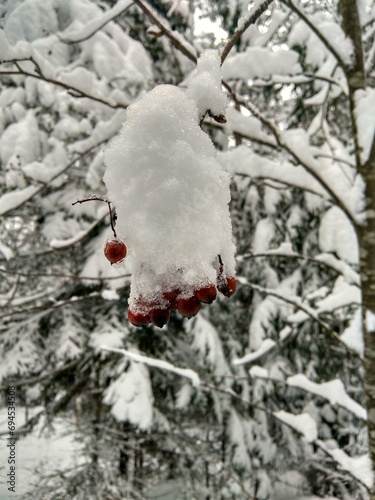 Bayas con nieve