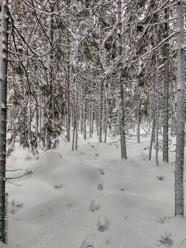 Huellas del invierno