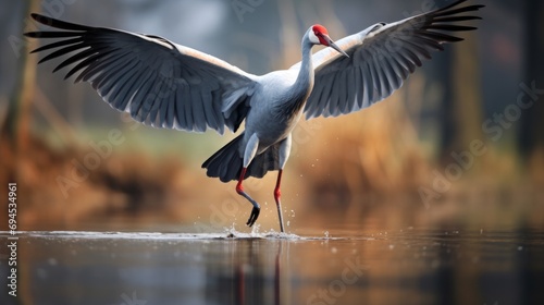 The Sarus crane is the world's tallest flying bird. Wildlife in its natural environment. photo