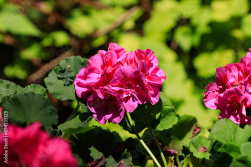 Geranium flower in bloom on a sunny day