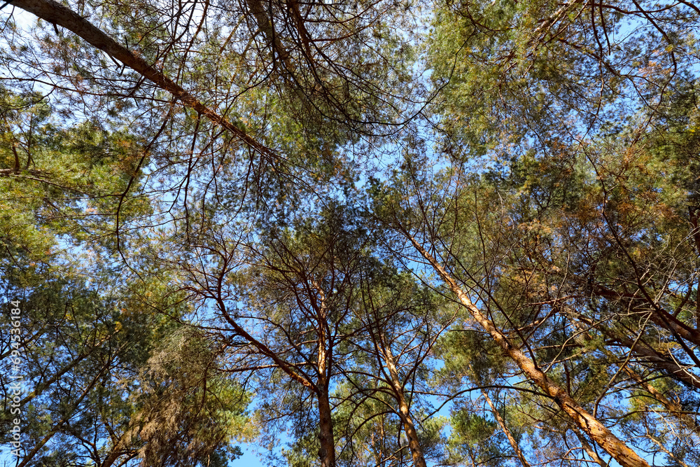 A forest landscape with pine branches A forest landscape with pine branches