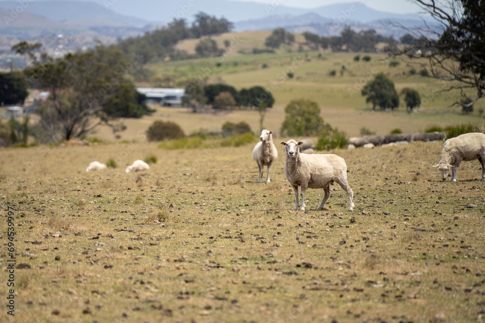 Agricultural farm practicing regenerative farmer, with sheep grazing in field practicing rotational grazing storing carbon in the soil through fungi by carbon sequestration