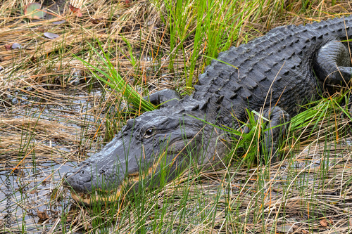 Closeup view of a large alligator among reeds and swamp in the Everglades.