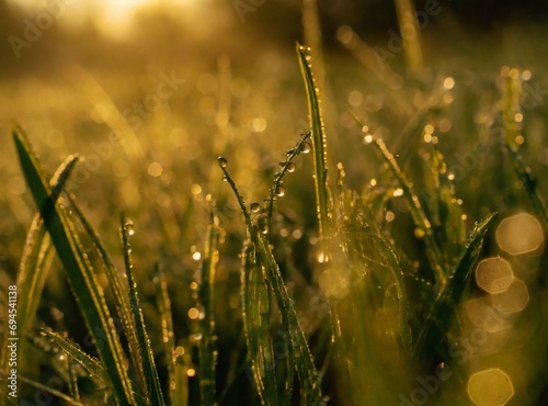 Sunny grass field in the countryside background/wallpaper, closeup, macro photography