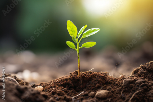 Image photo of a small tree bud coming out of the soil