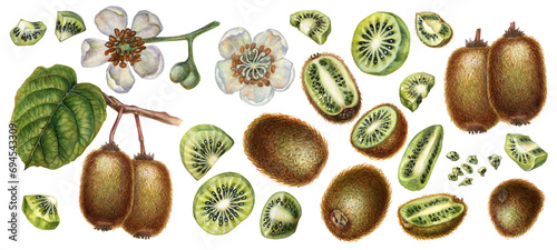 Watercolor bright brown fruits, green leaves and white flowers of kiwi with pieces and slices for the design of labels, covers, websites of juices, food, cakes, confectionery, sweets © el_suhova