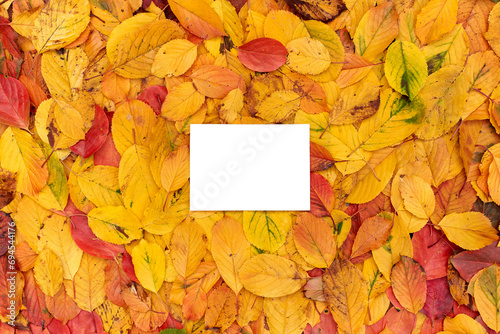 Rectangular horizontal white empty frame lies on the yellow foliage