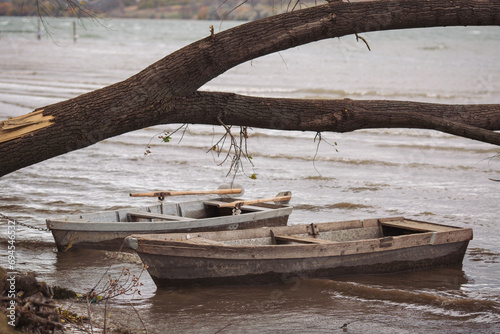 Old wooden Boat docked up by the old cracked tree. old boats stay still on shore in river. Many empty wooden old boats standing at river bank in autumn wild landscape. Fishing boats  Rustic morning.