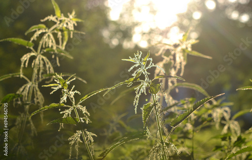 Nettle stem with flowers, seeds and bee on a green leaf brightly lit by the sun on a sunny summer day. Green field grass. Brightly shining sun