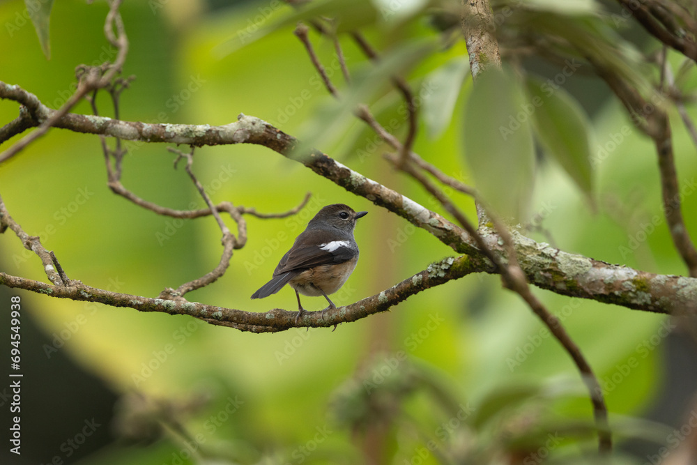 Oriental magpie robin in the forest on Madagascar. Copsychus saularis in natural habitat. Brown bird with white stain on the wings. Oriental magpie robin in the forest on Madagascar. Copsychus saularis in natural habitat. Brown bird with white stain on the wings.