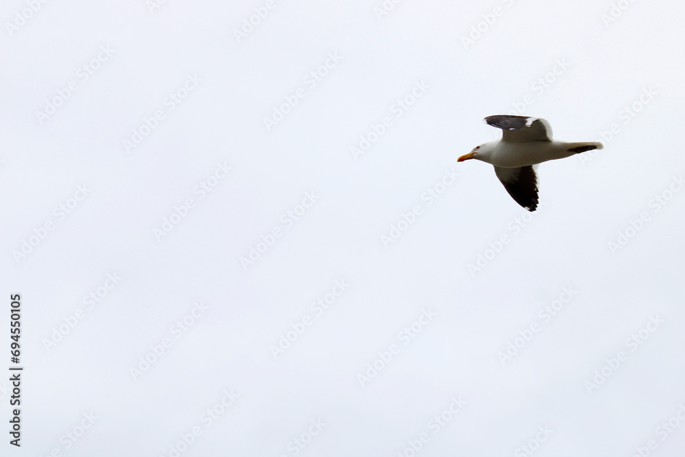 Obraz premium Seagull in flight on a cloudy day