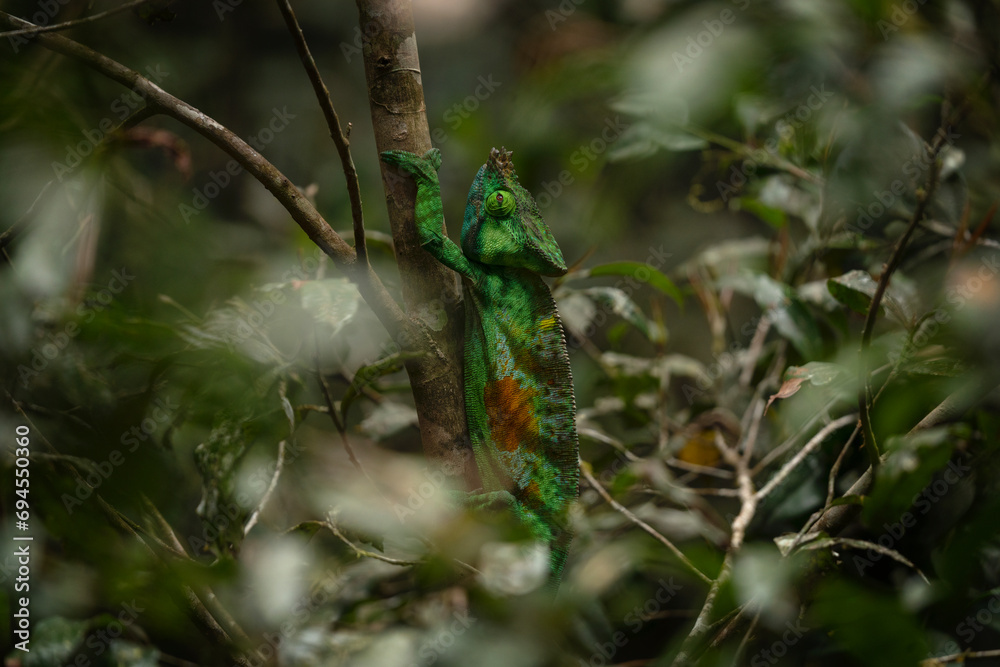 Parson's chameleon is climbing in the forest on Madagascar. Green calumma parsonii is looking for food. Big chameleon in natural habitat. Parson's chameleon is climbing in the forest on Madagascar. Green calumma parsonii is looking for food. Big chameleon in natural habitat.