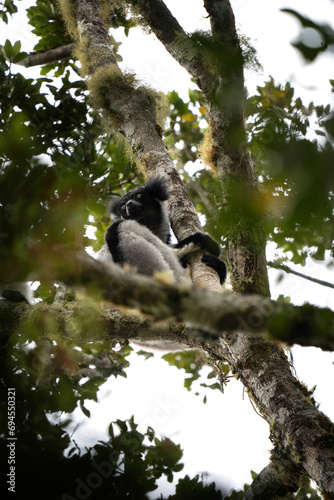 Indri on the tree in Madagascar island. The biggest lemur on Madagascar. Black and white primate in the forest. Exotic wildlife. 