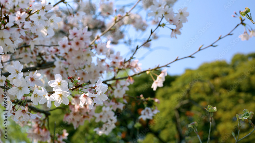 Background material photo of a close-up of cherry blossoms in full bloom Background material photo of a close-up of cherry blossoms in full bloom