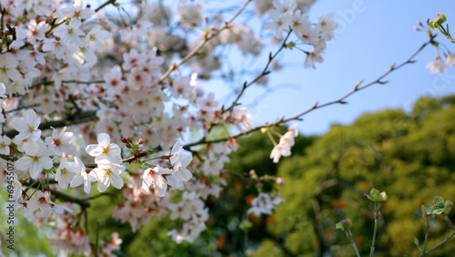 Background material photo of a close-up of cherry blossoms in full bloom