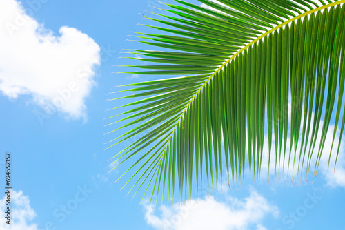 Green beautiful palm leaf against a blue sky with clouds. Tropical background © Natalia