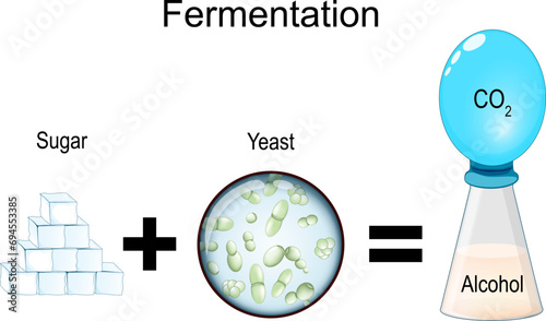 Fermentation. metabolic process. photo