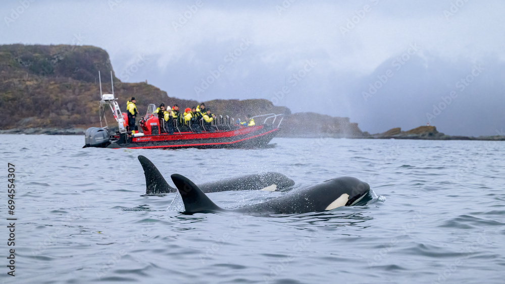 Orca killer whale (Orcinus orca) spotted at whale watching outside Skjervøy, Tromsø, Norway