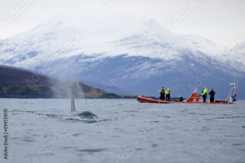 Orca killer whale (Orcinus orca) spotted at whale watching outside Skjervøy, Tromsø, Norway