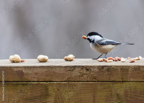 Chickadee standing on a wooden railing eating peanuts.