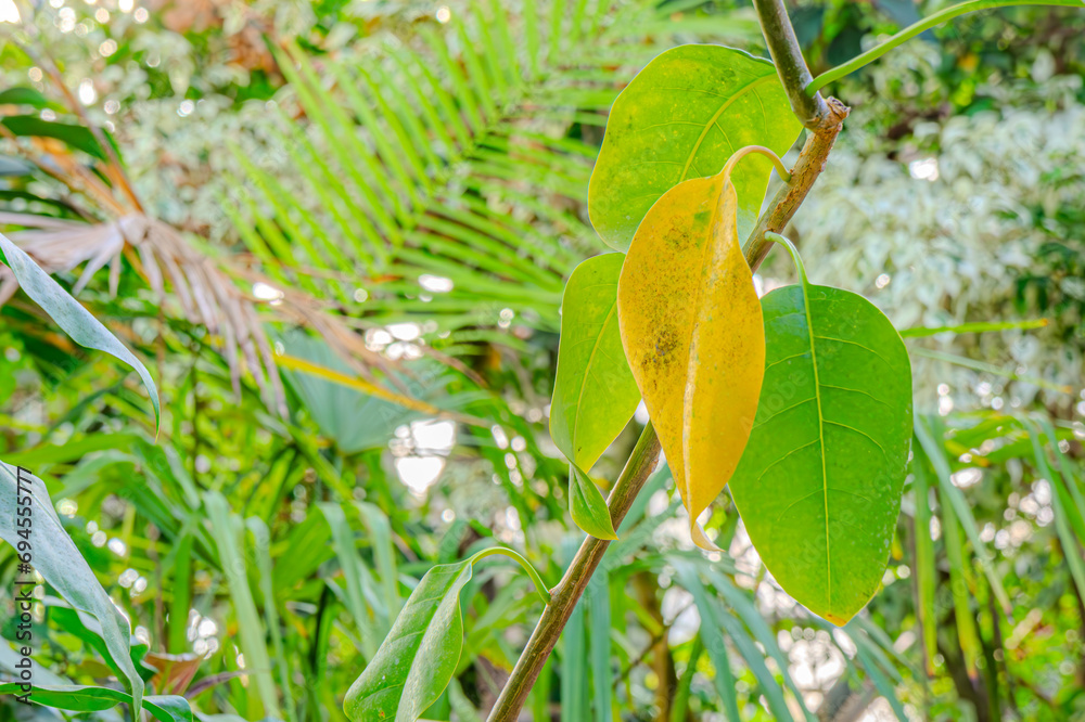 Obraz premium Closeup shot of fresh green leaf of exotic plant growing in garden. Green plant leaves. The nature of green leaves in the garden in summer. Natural green leaves plants using as spring ecology greenery