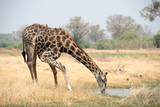 Giraffe drinking at a waterhole in  Botswana's Okavango  delta , Africa.