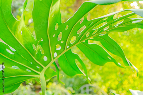 Monstera up close, in a natural environment, in a botanical garden. Green monstera leaf with rain water drops