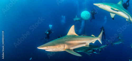 Blacktip ocean shark swimming in tropical underwaters © Alex Vog