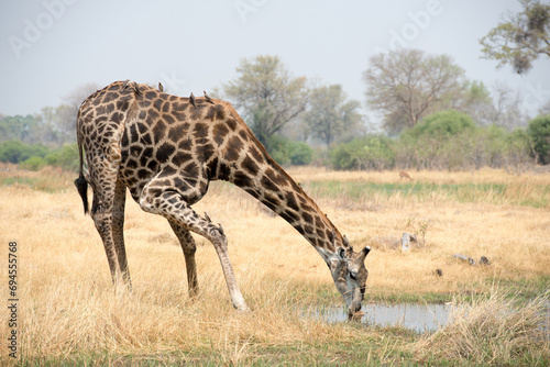 Giraffe drinking at a waterhole in Botswana's Okavango delta , Africa.