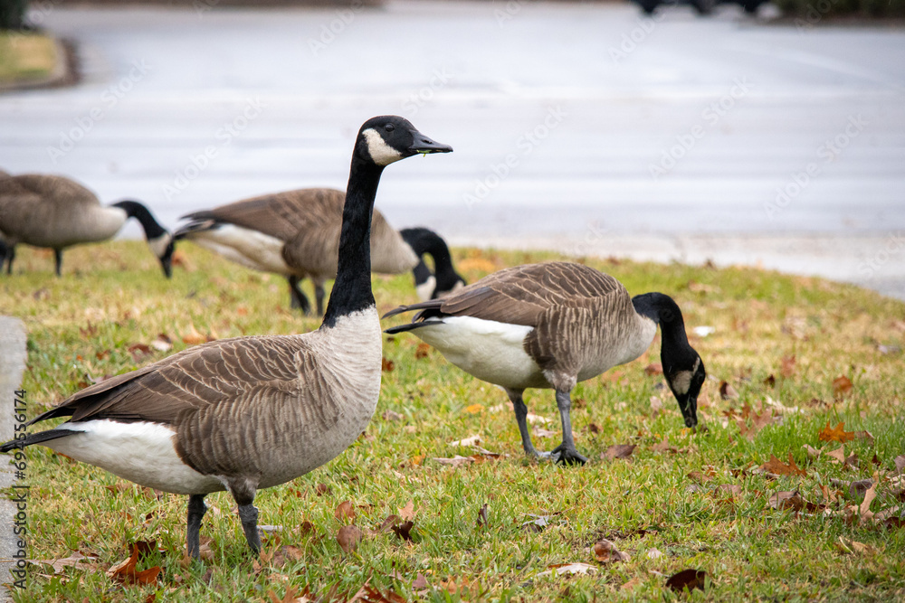 Canadian Geese Eating Grass next to Road Canadian Geese Eating Grass next to Road
