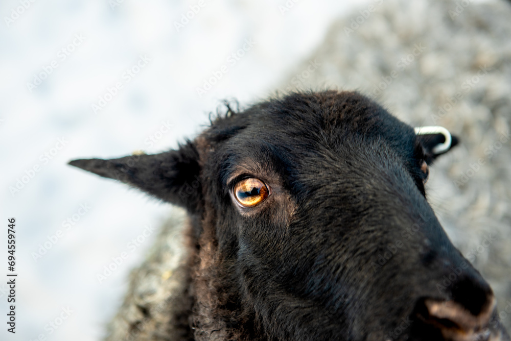 Portrait of black sheep. Close up of a black sheep.