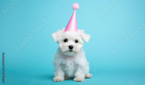 white dog in pink party hat on blue background
