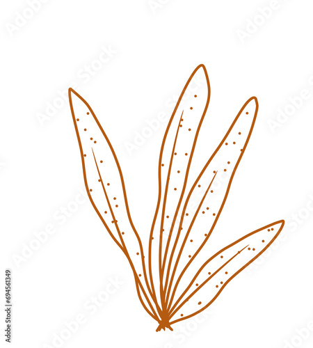 flower isolated aesthetic elemen leaves
