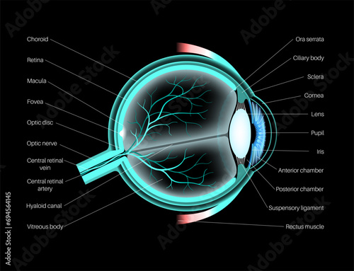 Eye anatomy poster
