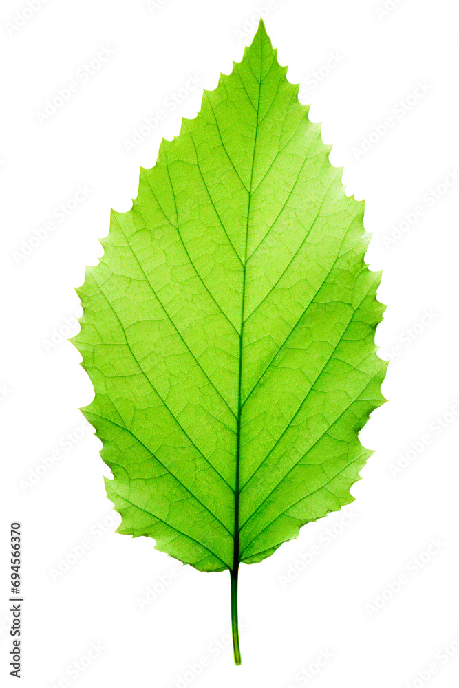 Translucent green leaf on white background Translucent green leaf on white background