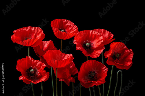 Red poppies on a black background