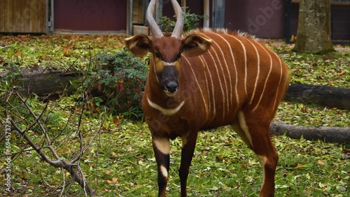 Close view of a bongo bongo antelope standing on a meadow and looking.

 photo