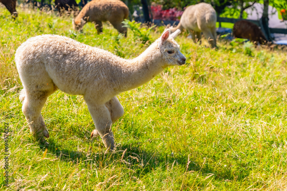 Alpaca Farm, a white alpaca bred free range for wool that is similar to sheep Alpaca Farm, a white alpaca bred free range for wool that is similar to sheep