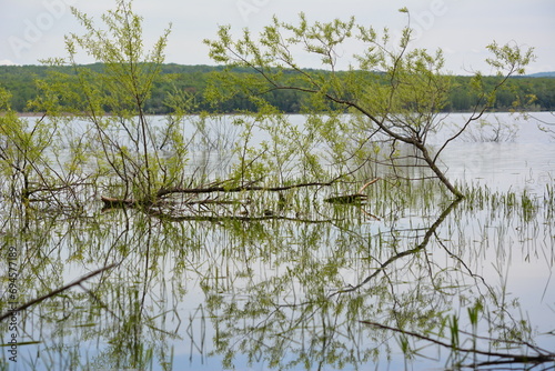 Canvastavla reeds in the water