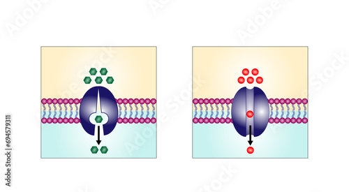 Facilitated Diffusion through a specific or non specific transporter protein. The passive movement of molecules along the concentration gradient. Passive Transport. Vector illustration.