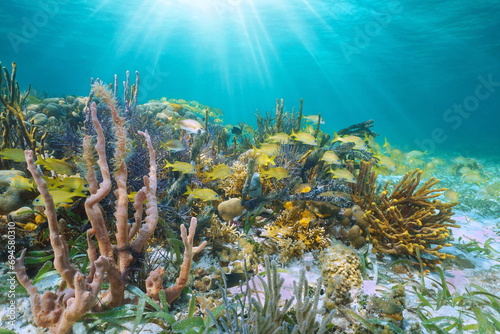 Caribbean sea coral reef with sunlight underwater seascape, natural scene, Central America, Panama