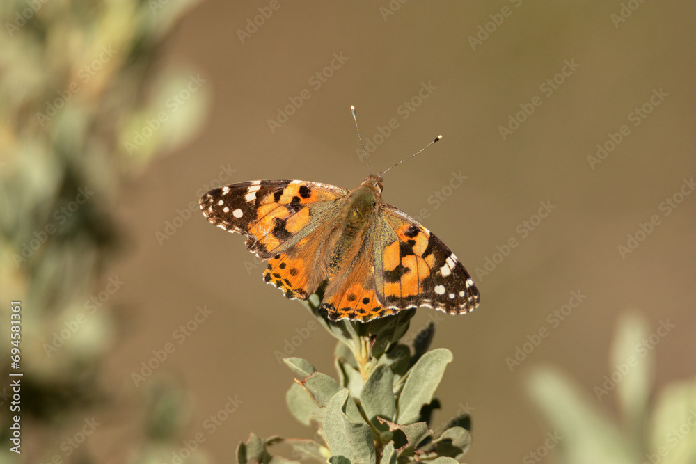 Obraz premium Mariposa Vanessa de los cardos 