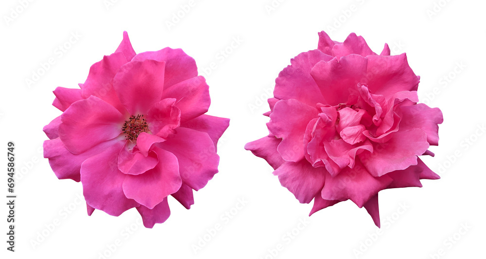 Pink rose flowers isolated on transparent background Pink rose flowers isolated on transparent background