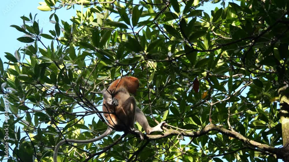 Selective focus proboscis monkey in the wild, sitting on tree, at mangrove forest at Tarakan, Indonesia. Proboscis monkey foraging at mangrove forest. Wild nature stock footage. Selective focus proboscis monkey in the wild, sitting on tree, at mangrove forest at Tarakan, Indonesia. Proboscis monkey foraging at mangrove forest. Wild nature stock footage.