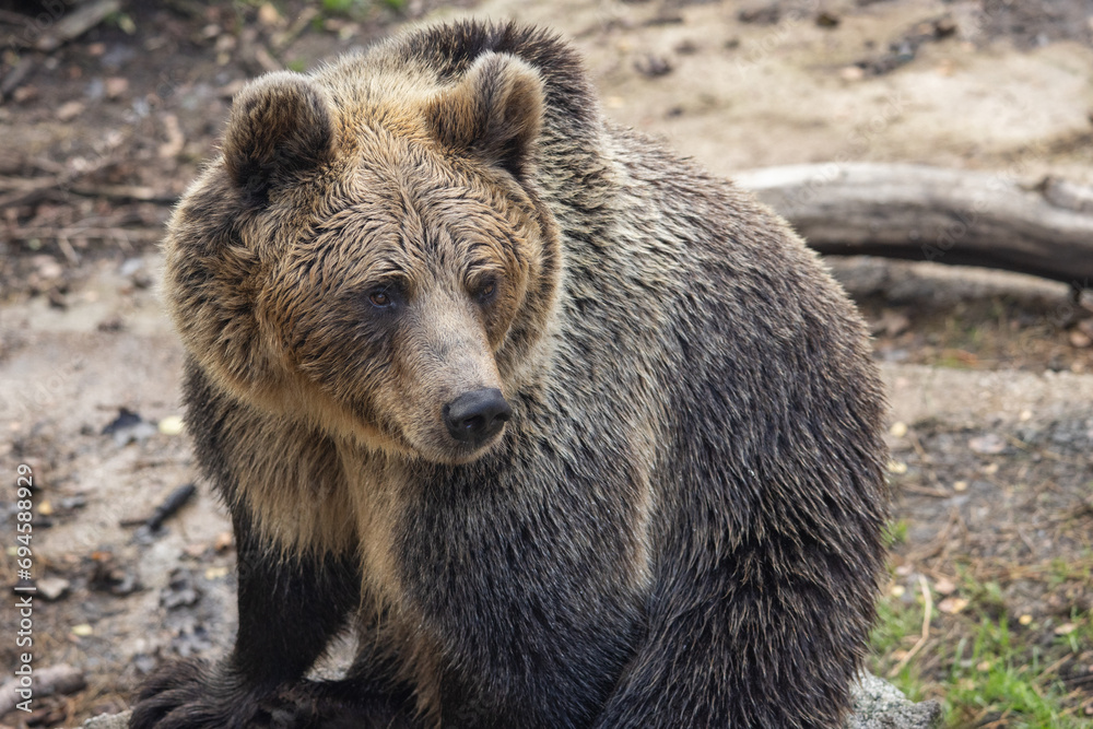 The brown bear (Ursus arctos), beast in close-up view.