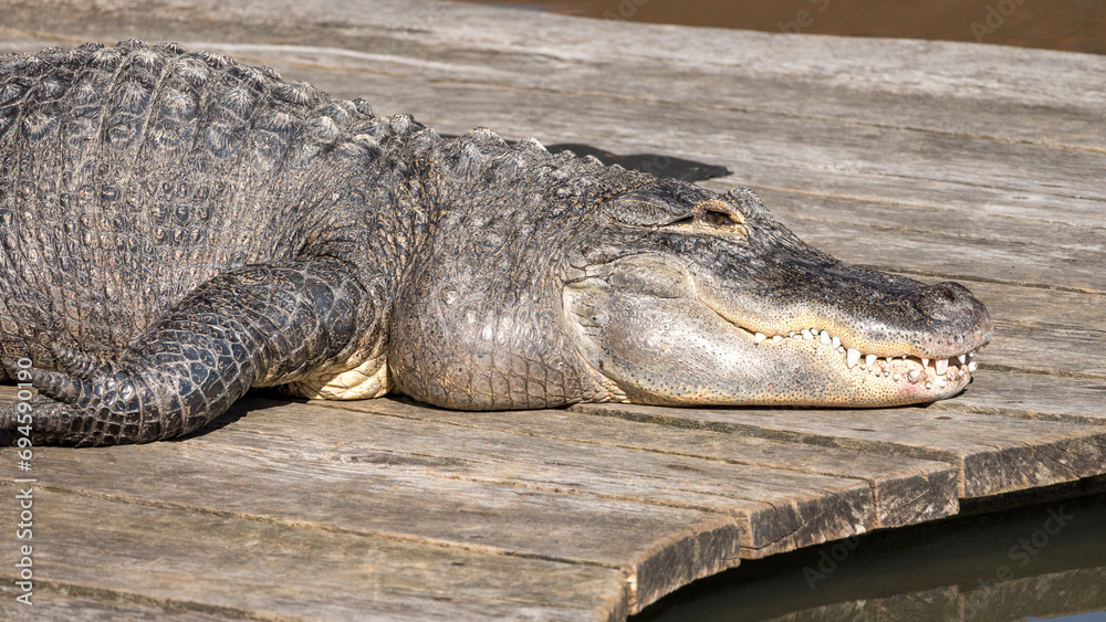 Obraz premium American alligator (Alligator mississippiensis), large crocodilian reptile.