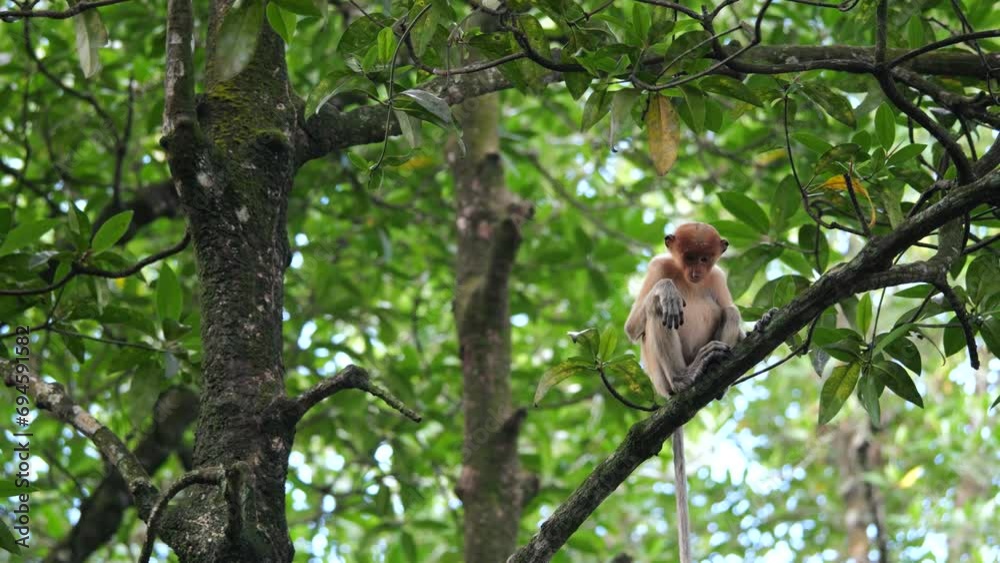 Selective focus proboscis monkey in the wild, sitting on tree, at mangrove forest at Tarakan, Indonesia. Proboscis monkey foraging at mangrove forest. Wild nature stock footage. Selective focus proboscis monkey in the wild, sitting on tree, at mangrove forest at Tarakan, Indonesia. Proboscis monkey foraging at mangrove forest. Wild nature stock footage.